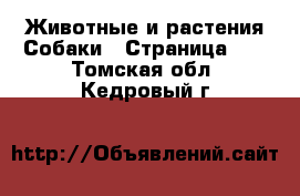 Животные и растения Собаки - Страница 10 . Томская обл.,Кедровый г.